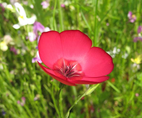 A flower