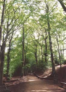 Knypersley Pool