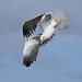 4A9F9447 Lesser black backed