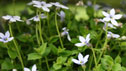 Pratia pendunculata
