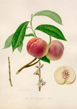Print from the RHS Lindley Library