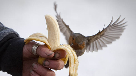 robin_bananas.jpg