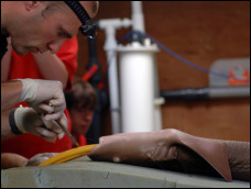 Shark surgery