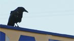 Carrion crow. Photo: Steve Greaves