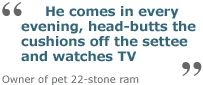 sheep.gif