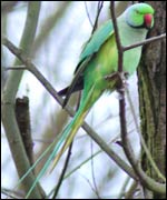 Parakeet