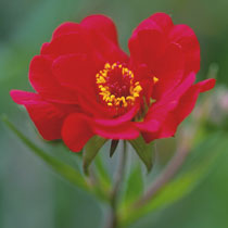 'Mrs J Bradshaw'