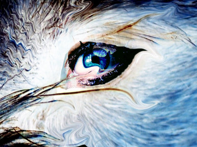 Eye for an Eye