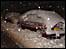 Witheridge in the snow