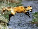 Fox (image courtesy www.benowass.eq.edu.au)
