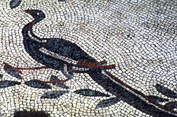 A long-tailed bird