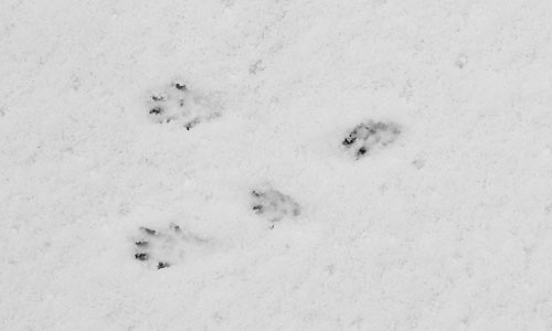 tracks by robin smith