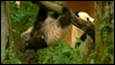 Bebê panda