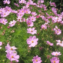 Cosmos