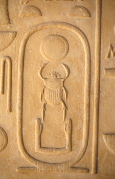 Scarab beetle