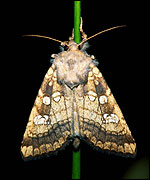 Moth