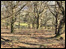 forest in cumbria
