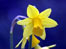 daffodil
