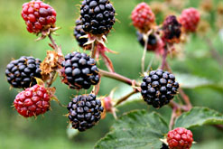 Blackberries