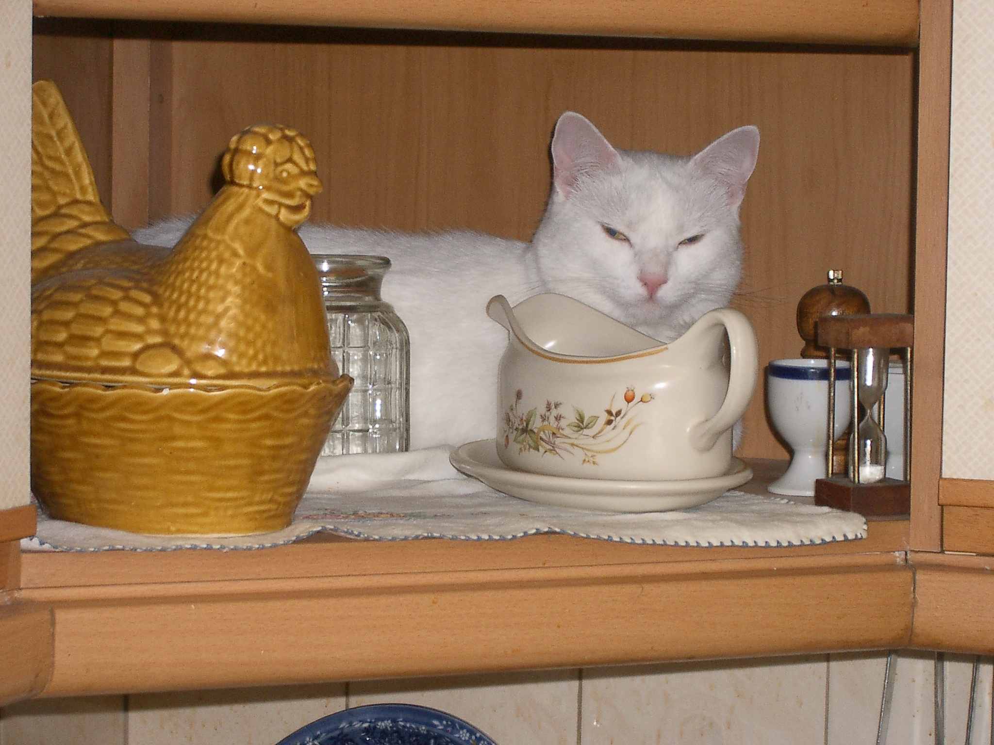 Cat in hiding