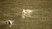 Ducklings, by John Bennett