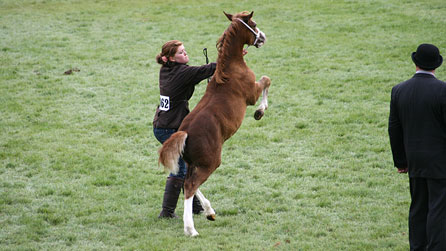 Frisky foal