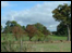 Countryside