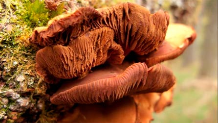 fungi_ceredigion.jpg