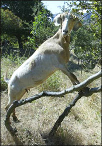  بزک شيطان