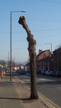 treeeeeeeee.jpg