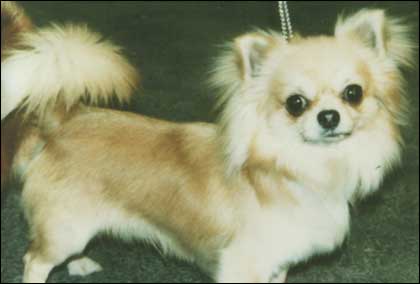 Stolen dog