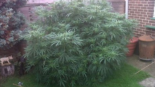 大麻