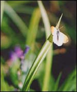 A butterfly on a plant