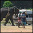 Elefante