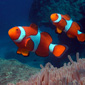 Nemo! Tom went snorkelling and scuba diving when on his travels