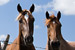 horses