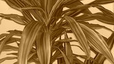 Plant through...