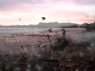 Marsh Crows