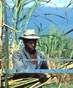 Labourer