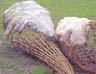 Curing animal skin