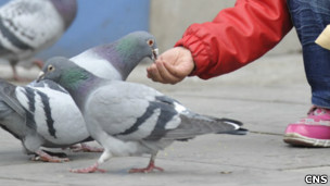 山西太原五一广场一名儿童戴着口罩喂鸽子(中新社图片5/4/2013)