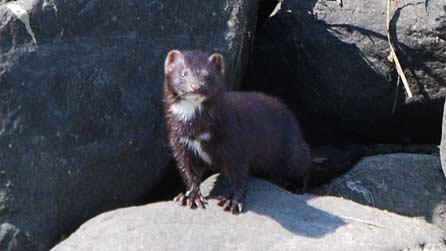 mink_llandanwg-.jpg