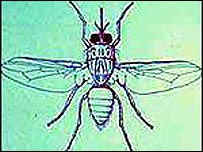 mosca tsé-tsé