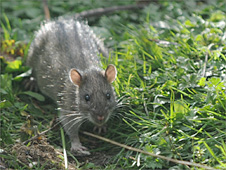 Rat