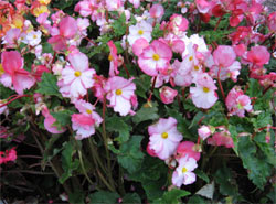 Begonia Pin-up Rose