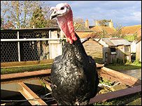 bird_203.jpg