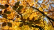 Autumn colours