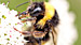 Bee on flower