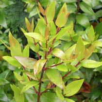 Myrtus communis