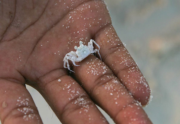 White crab